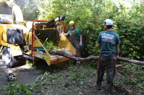 tree services Bethlehem Village